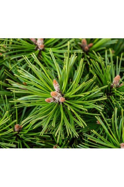 Сосна гірська Бенджамін на штамбі хвоя